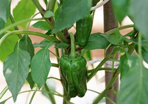 高齢者がホストクラブに入る長所と短所